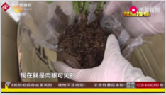 長沙郵局截獲了六株<em>未經(jīng)</em>檢疫，帶有境外昆蟲<em>的</em>活體植物
