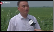 興惠利民，安徽省阜陽市潁上縣半崗鎮(zhèn)建立孔臺子電力排灌站
