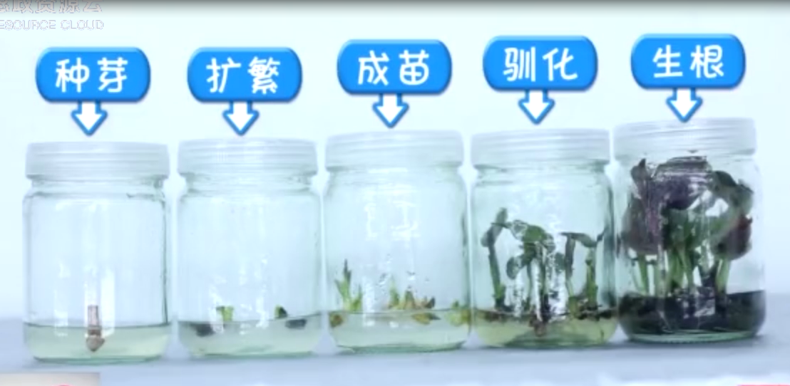 廣州有園林黑科技 一顆種子長出多株植物