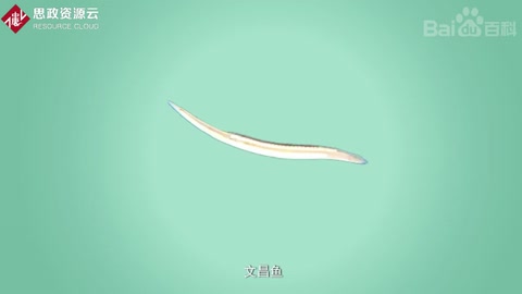 文昌魚(yú)——指示脊椎<em>動(dòng)物</em>起源的鑰匙