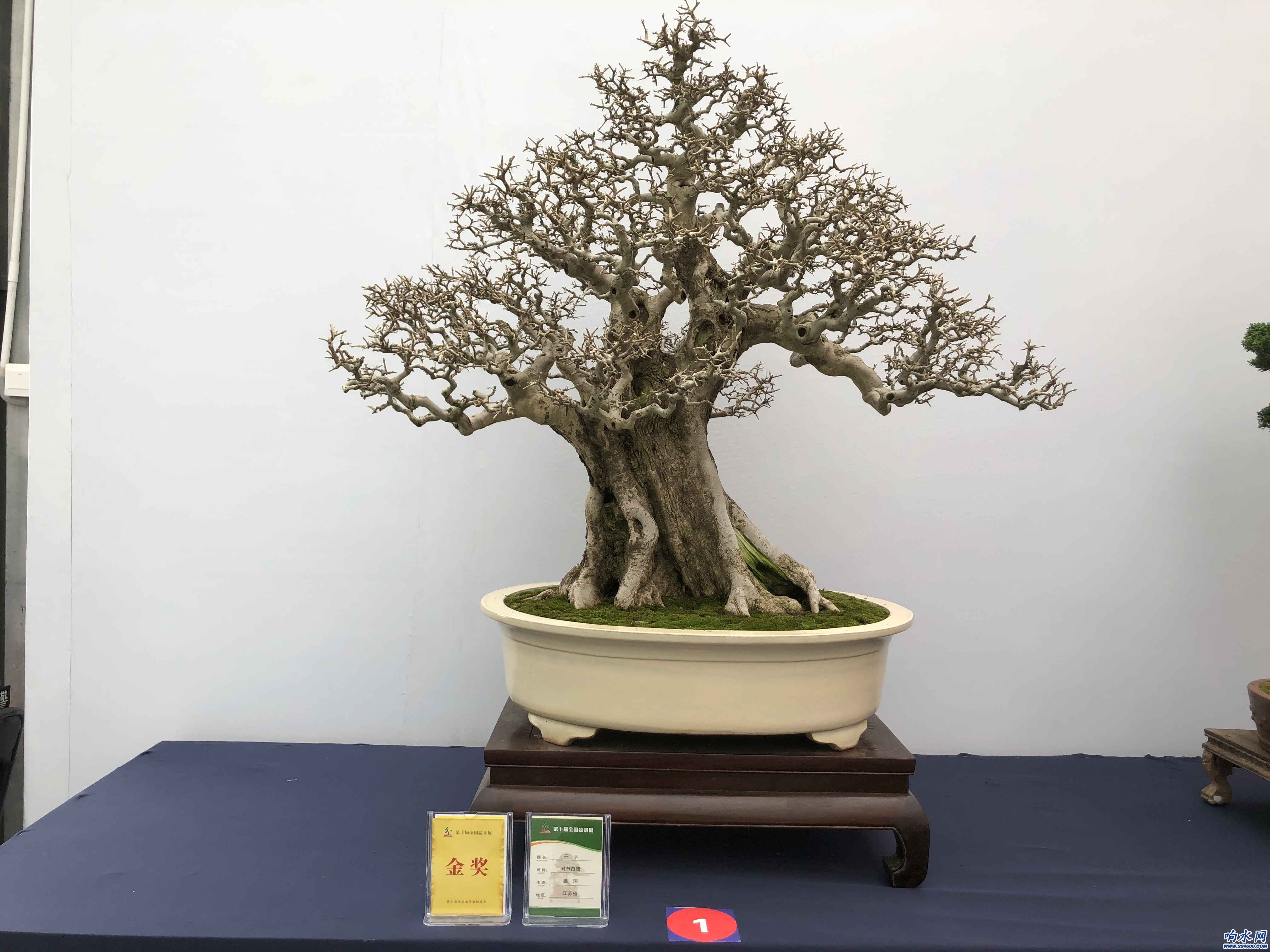 <em>第十屆</em><em>盆景</em><em>展</em>、<em>第八屆</em><em>沭陽</em>花木節(jié)金獎(jiǎng)作品：《千手》