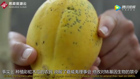 轉(zhuǎn)<em>基因</em>木瓜培育者：我們用了7年 挽救了幾近滅亡<em>的</em>產(chǎn)業(yè)