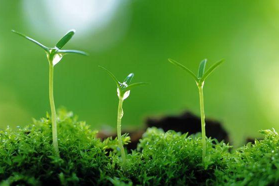植物保護專業：農業昆蟲學(玉米害蟲：草地貪夜蛾) 、普通昆蟲學(昆蟲的趨光性、遷飛性)、植物保護概論《2019年中國草地貪夜蛾應急防控》課程思政案例