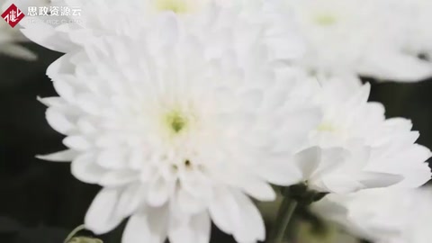 世界上最大型<em>花卉</em>種植基地，世界一半資源都來自于這里！