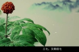 弘揚<em>中醫(yī)藥</em><em>文化</em>,傳播<em>中醫(yī)藥</em>知識：中華<em>本草</em>-三七