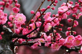 <em>薔薇科</em>李屬<em>植物</em>—梅