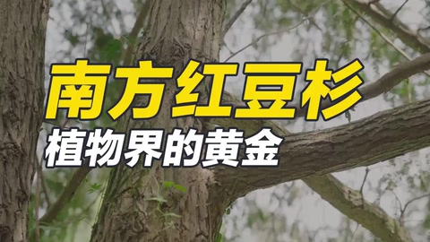 南方紅豆杉，集藥用、材用、觀賞價(jià)值于一身的珍稀樹種