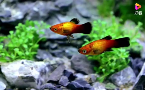 國(guó)外達(dá)人自制水族生態(tài)<em>魚(yú)缸</em>，美爆了