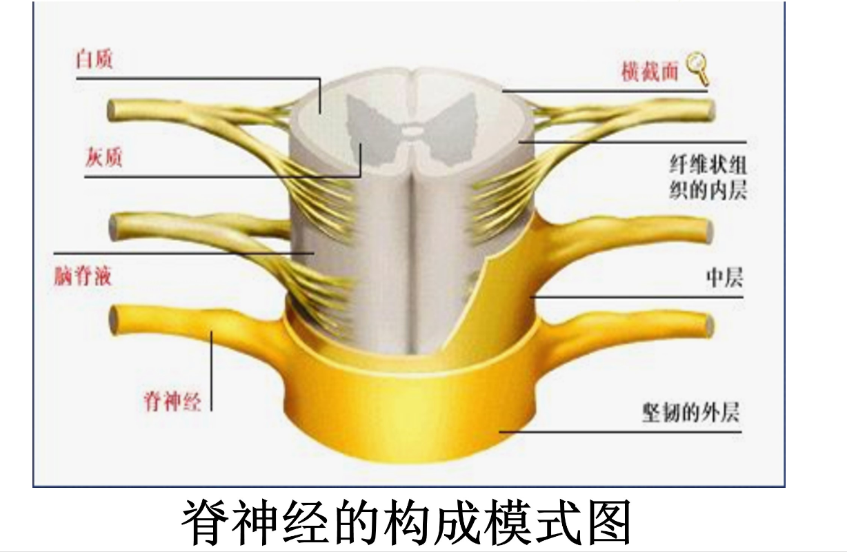 脊神經(jīng)的構(gòu)成模式圖