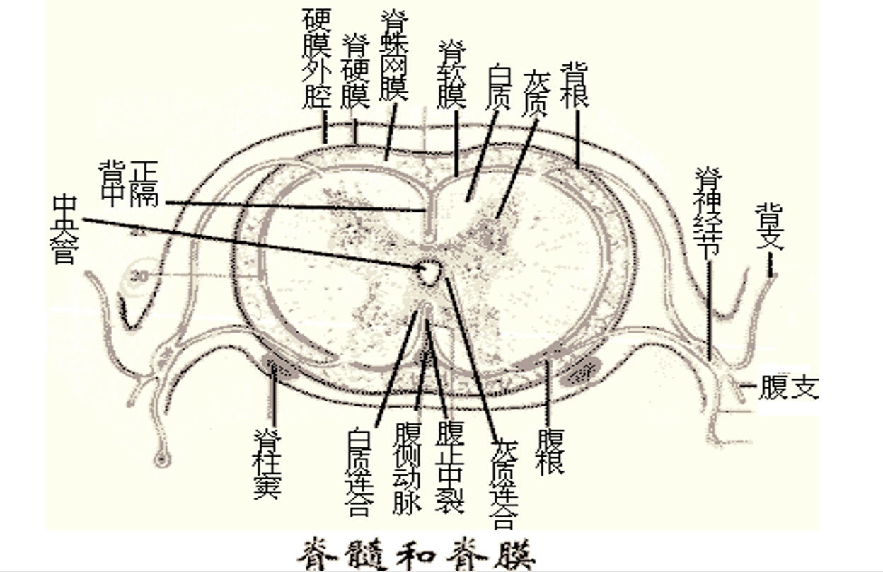 脊髓<em>和</em>脊膜