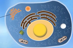 動物生理—高爾基復(fù)合體