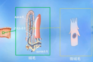 動物生理—小腸結(jié)構(gòu)