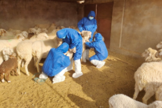 高臺宣化鎮畜牧獸醫工作站開展動物布病防控評估<em>采樣</em>工作（圖1）