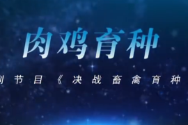 【<em>聚焦</em><em>三</em><em>農(nóng)</em>】決戰(zhàn)畜禽育種——肉雞育種