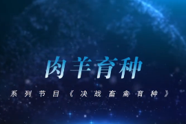 <em>決戰</em><em>畜禽</em><em>育種</em>——肉羊<em>育種</em>