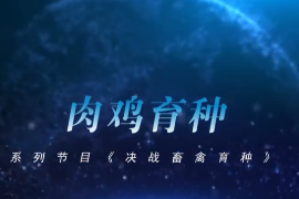 <em>決戰</em><em>畜禽</em><em>育種</em>——蛋雞<em>育種</em>