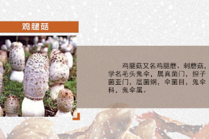 <em>微</em><em>課</em>：<em>園藝</em><em>技術(shù)</em><em>專(zhuān)業(yè)</em>《<em>食用菌</em><em>生產(chǎn)技術(shù)</em>—雞腿菇出菇<em>管理</em>》