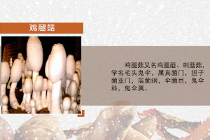 <em>微</em><em>課</em>：<em>園藝</em><em>技術(shù)</em><em>專(zhuān)業(yè)</em>《<em>食用菌</em><em>生產(chǎn)技術(shù)</em>—雞腿菇<em>菌種</em>培養(yǎng)》