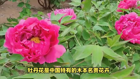 <em>牡丹</em>花：中國(guó)<em>的</em>國(guó)色天香