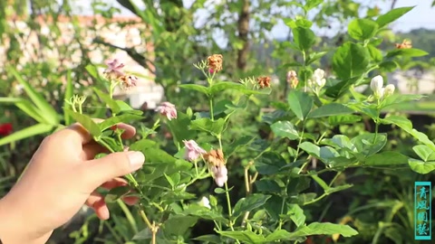 <em>茉莉</em>花大面積黃葉了，最有可能的是這2個原因，太準了