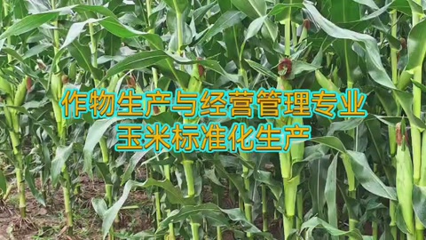 <em>作物</em><em>生產</em><em>與</em><em>經營管理</em><em>專業</em>：《<em>玉米</em><em>標準化</em><em>生產</em>—選用良種》