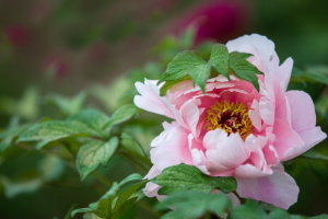 <em>園林</em><em>工程技術</em>、<em>園林</em>技術<em>專業</em>：《<em>園林</em><em>花卉</em>—露地宿根<em>花卉</em>—牡丹》<em>課程</em><em>思</em><em>政</em><em>課堂教學</em><em>設計</em>