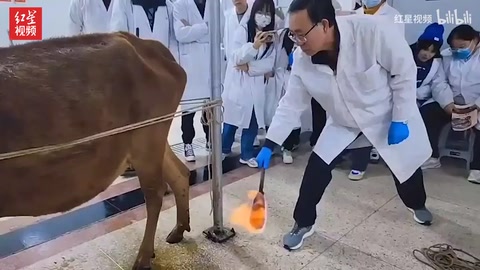 <em>中</em>獸醫(yī)老師用火燒牛背 學(xué)生：這是給動物做 “保健”