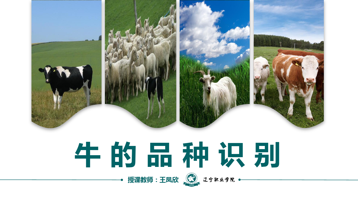 課件：畜牧獸醫(yī)專業(yè)《牛羊生產(chǎn)技術—牛的品種識別》