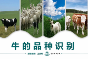 微課：畜牧獸醫(yī)專業(yè)《牛羊生產(chǎn)技術—牛的品種識別》