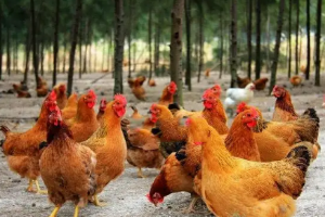 <em>課程標準</em>：<em>動物</em><em>醫(yī)學(xué)專業(yè)</em>《禽病防治技術(shù)》<em>課程標準</em>