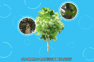 銀杉—松科銀杉屬植物