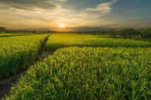 <em>課程標準</em>：<em>生態</em><em>農業技術</em>、<em>現代</em><em>農業技術</em><em>專業</em>《農作物栽培技術》<em>課程標準</em>