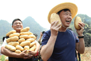'農民院士'朱有勇把<em>論文</em><em>寫在</em>大地上，作物多樣性控病推廣三億畝