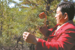 <em>全國勞模</em>治沙英雄牛玉琴，30多年帶領鄉親植樹2800萬棵造林11萬畝
