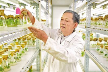 專注雜交油菜育種60余年，'搞農業的就要多下田'