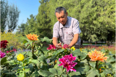 甘做<em>菊</em>藝傳承人，天壇<em>菊花</em>栽培領軍人