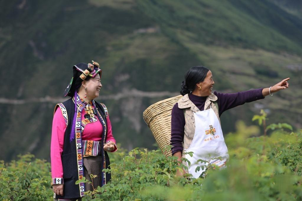 二十大代表風采｜陳望慧：'種下'<em>玫瑰</em>產業帶富千萬家