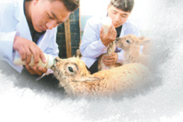 可可西里<em>交響</em>詩，救護受傷藏羚羊等野生動物500余只