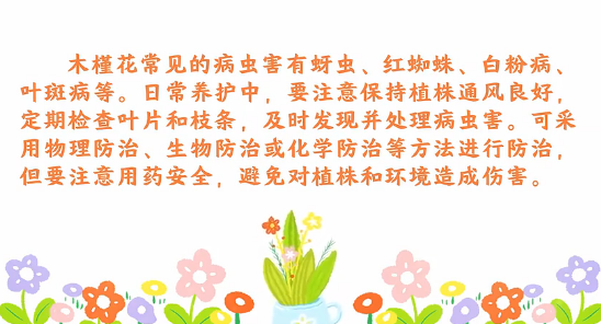 木槿<em>花</em><em>病蟲(chóng)害</em><em>防治</em><em>小</em><em>技巧</em>